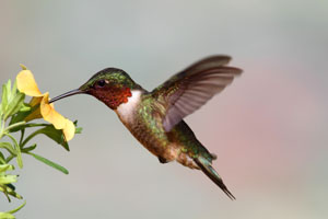 Image: Hummingbird