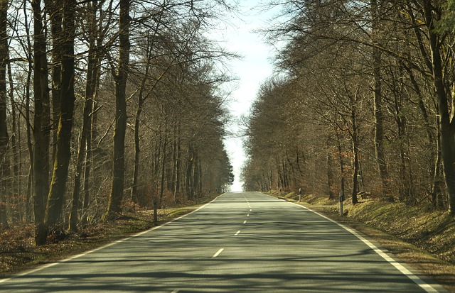 wide, empty, tree-lined road